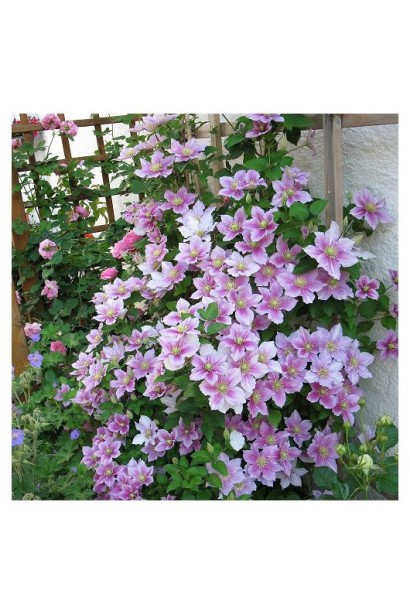 Декоративний цвіт Клематиса